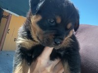 Rottweiler Köpeği