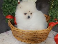 Antalya pomeranian boo köpeğimiz