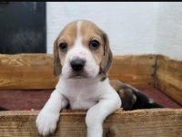 Beagle yavrularımız ırk garantilidir