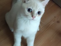 Safkan British Shorthair