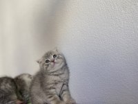 Top kafa scottish fold yavrularımız