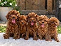 Poodle Yavrusu Arayanlara Özel Çok Sayıda Seçenek 