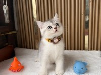 BRİTİSH SHORTHAİR KEDİSİ