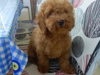 Toy Poodle Yavru Köpeğimiz