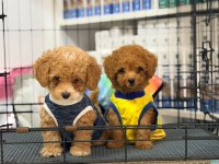 KARŞIYAKANIN TOY POODLE YAVRUSU