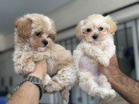 Show kalite kore maltipoo yavrularımız