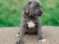 Safkan eğitimli cane corso