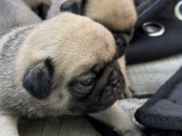 Pug yavrularımız sahiplendirilecektir