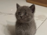 Minik british shorthair kedimize yuva arıyoruz