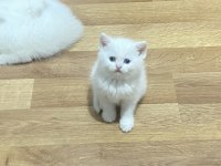 Safkan British shorthair