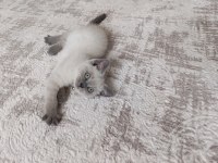 Güzel scottish fold bebeklerimiz sahiplenilmeye hazır