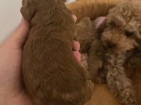 1 haftalık poodle bebekler