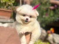 Tilki Surat Pomeranian Boo yavrularım
