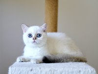 Anne Ve Babası Şecereli British Shorthair