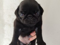 Gül Kuyruk Pug Mops Yavrular