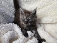 Black smoke erkek üst kaliteli maine coon