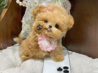 Kapıda Ödemeli Toy Poodle Bebeklerim