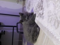 Eşyalarıyla aşılı british longhair