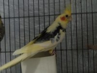 5-6 AYLIK ERKEK SULTAN PAPAĞANI