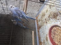 Muhabbet kuşu