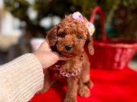 Safkan Toy Poodle Bebekler