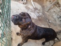 Dişi cane corso