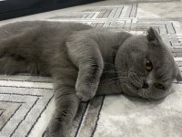 Scottish Fold Kedisi 1 Yaşında