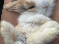 Hollanda Lop Tavşanı