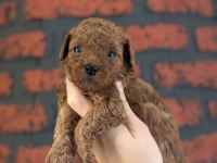 Poodle Bebeklerim Yeni Ailelerimi Arıyor