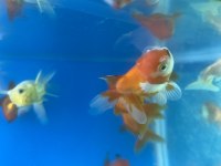Bebek yüz oranda