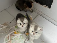 Blue point silver point scottish fold
