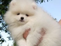 Fcı export sçr belgeli teddy bear face pomeranian