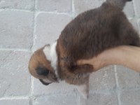 Akita Dişi Hachiko
