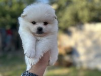 Pomeranian yavrularımız 
