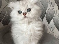 SAF KAN BRİTİSH LONGHAİR