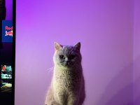 British Shorthair Sağlıklı