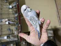YAVRU MUHABBET KUŞLARI