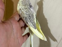 EVLERE MASKOT 51 GÜNLÜK RENK GÜZELİ SULTAN BEBEK