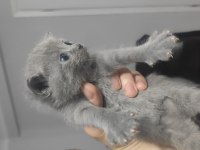 Hemen teslim mükemmel scottish fold tuvalet eğitimli