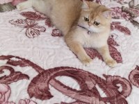Safkan scrli british shorthair