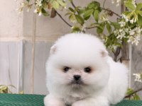 Pomeranian bobby