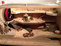 HAMSTER GONZALES HAMSTER BEBEKLER TEK VE TOPTAN