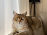 Full SCR Dişi British Shorthair Golden
