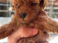 A kalite poodle bebekler