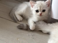 Muhteşem İnci Taneleri Kedilerim Yuvanıza Uğur Getirsin