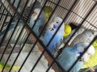 Jumbo muhabbet kuşu bayram şekerleri maşallah
