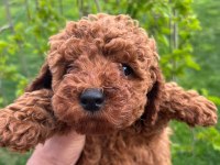 Poodle Köpeğimiz
