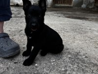 Yurtdışı kan hattı belçika kurdu yavruları