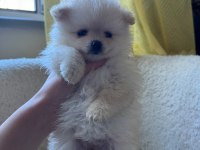 POMERANİAN BOO YAVRULARIMIZ