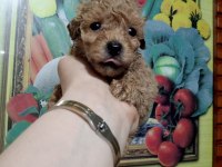 Toy poodle yavrular
